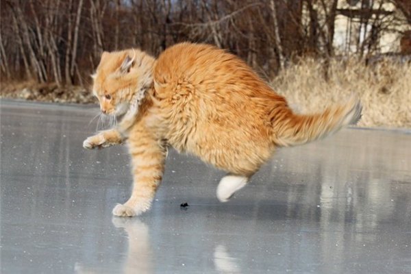 Неудачная рыбалка кота взорвала интернет. 14002.jpeg Неудачная рыбалка кота взорвала интернет. 14002.jpeg