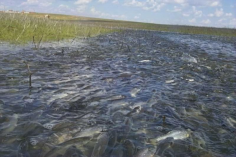 Целое поколение рыбы под угрозой из-за астраханского нереста. 16023.jpeg Целое поколение рыбы под угрозой из-за астраханского нереста. 16023.jpeg