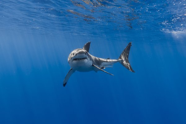 Почему нам повезло иметь акул. Регулирование морских пищевых цепочек. 14033.jpeg Почему нам повезло иметь акул. Регулирование морских пищевых цепочек. 14033.jpeg