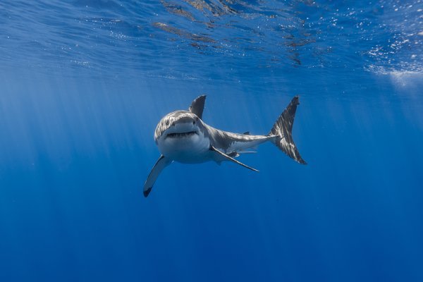 Почему нам повезло иметь акул. Регулирование морских пищевых цепочек. 14033.jpeg