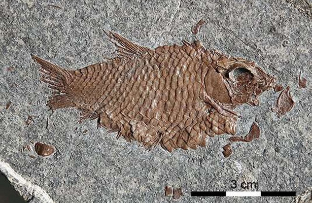 В Швейцарии нашли останки древних рыб. 15034.jpeg