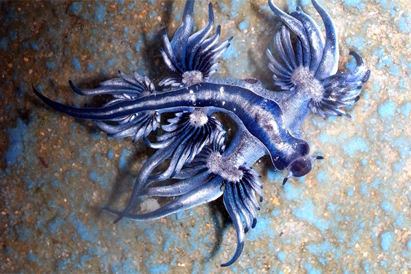 Самые красивые обитатели тропических морей. Моллюск Голубой ангел. 14061.png