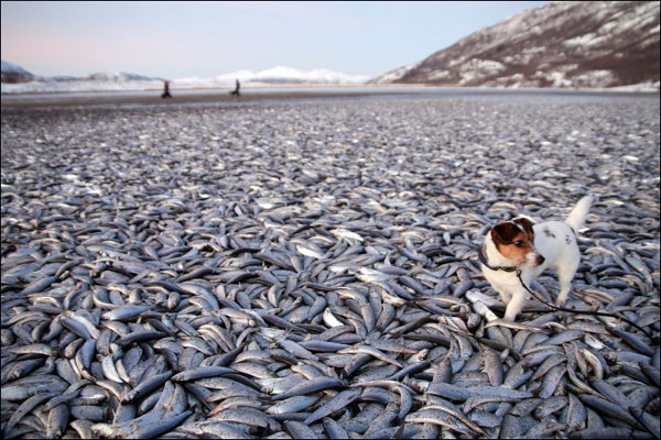 Рыба Собака Фото В Охотском Море Рыба Собака Фото В Охотском Море