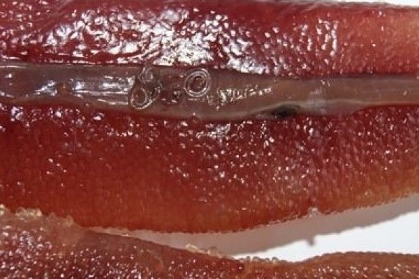 Рыба в Охотском море заражена паразитами. 16093.jpeg