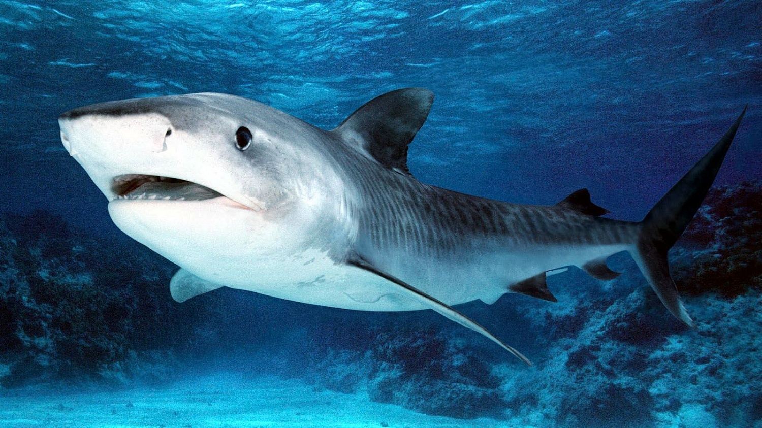 Дайвер спас от смерти акулу. акула