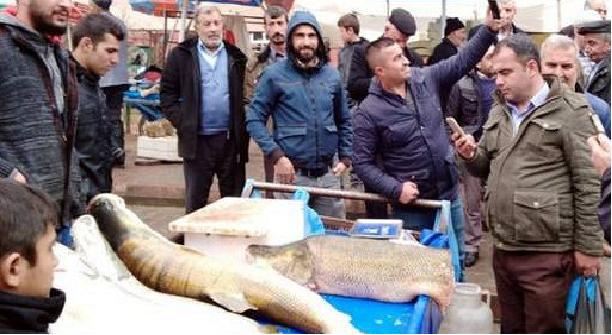В Сиирте якобы поймали 120-килограмовую щуку. 15113.jpeg В Сиирте якобы поймали 120-килограмовую щуку. щука