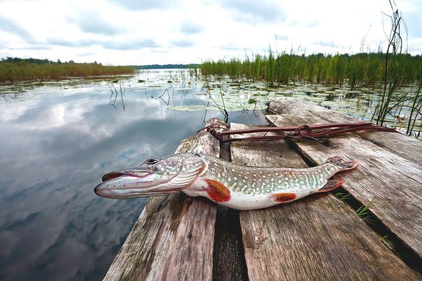 Разведка хищника на незнакомом водоеме