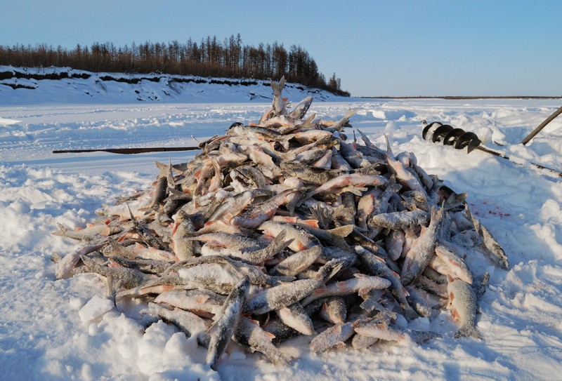 В Сургуте рыба подобно китам выбрасывается на берег. замор 