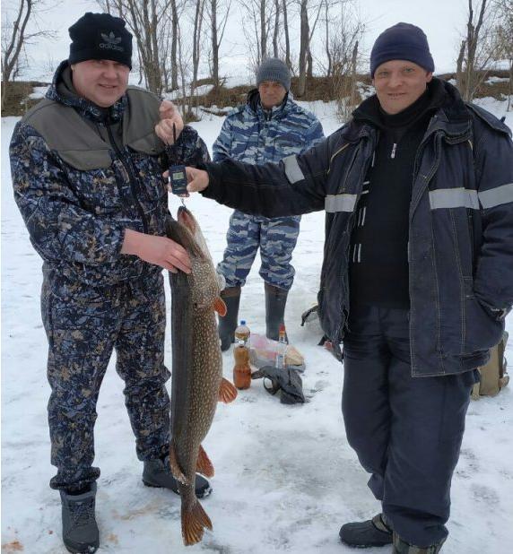 Новокуйбышевский рыбак поймал щуку весом 11 килограммов. щука 