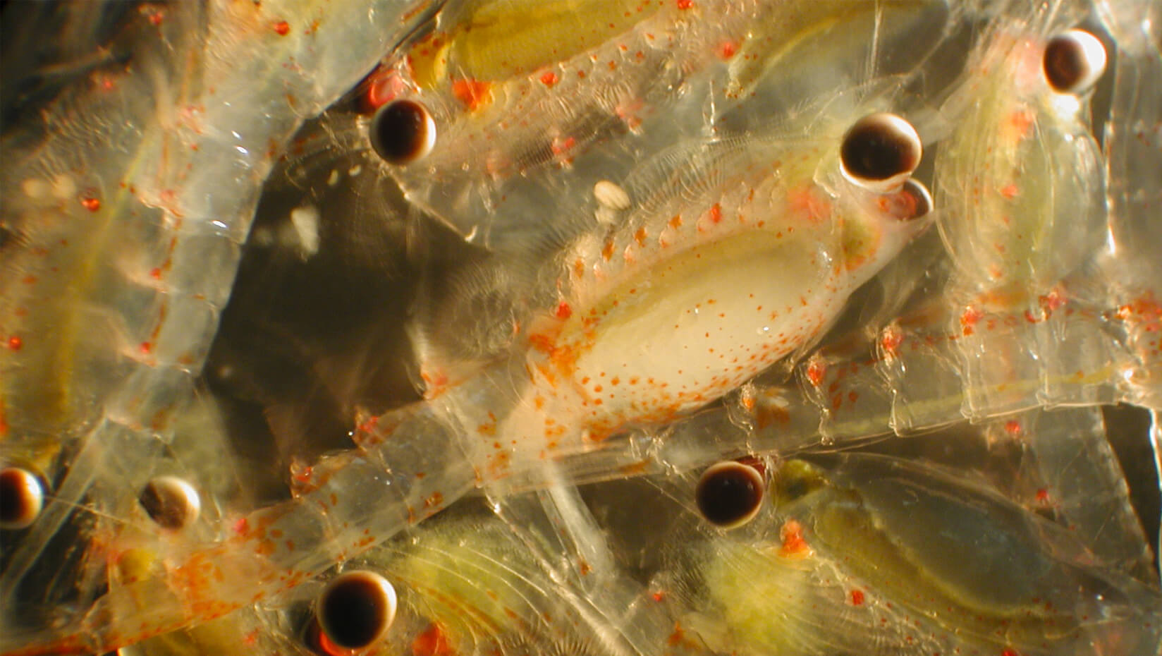 Норвежские рыбаки будут ловить планктон. планктон 