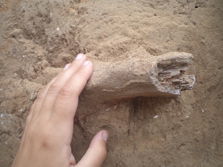 В Воронежской области нашли останки мамонта. кость мамонта 