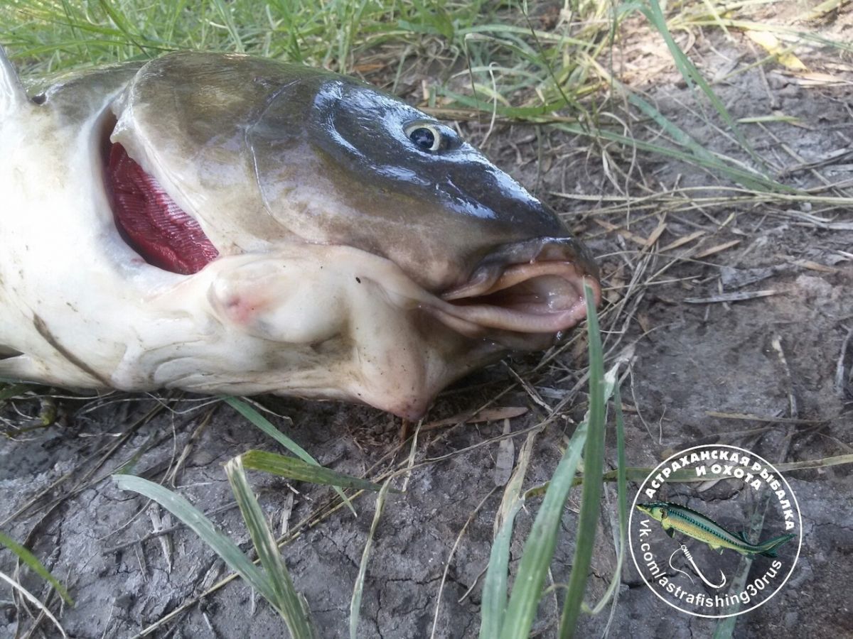 В Астрахани поймали сазана со смещенной челюстью. 16219.jpeg В Астрахани поймали сазана со смещенной челюстью. 16219.jpeg