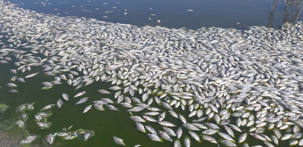 Целое озеро рыбы вымерло под Лиманском. 16221.jpeg