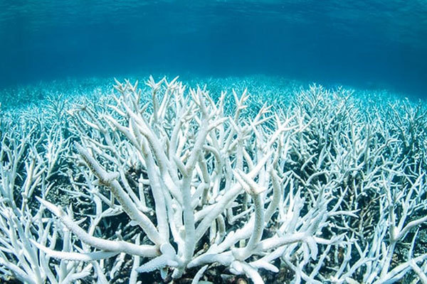 Что происходит с рыболовством, когда коралловые рифы обесцвечиваются?. 14237.jpeg