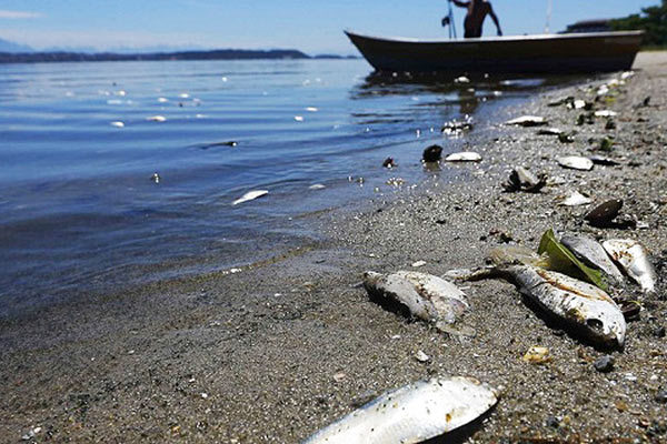 В реках обнаружили мертвую воду. 14240.jpeg В реках обнаружили мертвую воду. 14240.jpeg