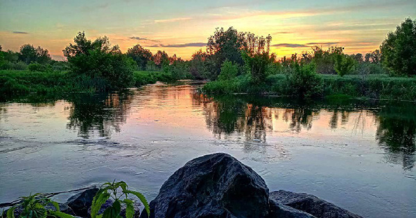 На Украине заявили о массовом отравлении рек. рыбы, водоем, реки, отравление, Украина