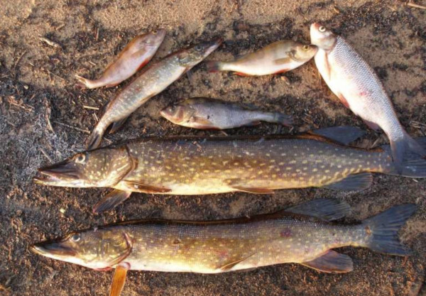 Рыбак из Переволоцкого за пять пойманных рыб оказался фигурантом уголовного дела. рыбы, рыбалка, улов, закон, штраф