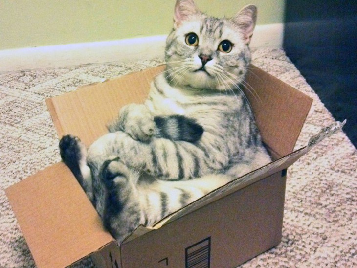 Кота отправили по почте. 14257.jpeg Кота отправили по почте. 14257.jpeg