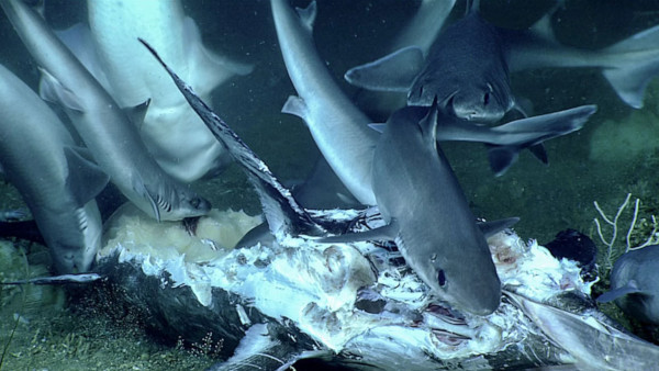 Видео: Редчайшие кадры пиршества акул на 400-метровой глубине. рыбы, акула, пиршество, США