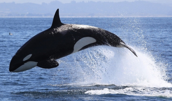 Экологи просят не кормить маленькую косатку "из китовой тюрьмы". касатка, экология, Приморье, Приморский край