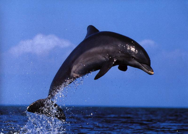 В США спасли пять оказавшихся на мелководье черных дельфинов. дельфины, гринды, Флорида, США
