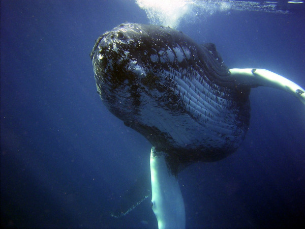 Морские биологи услышали шепот гладких китов. море, биологи, киты, шепот