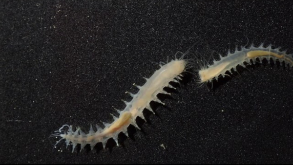 Этот крохотный червячок — одно из самых громких существ мирового океана. океан, морское существо, червяк