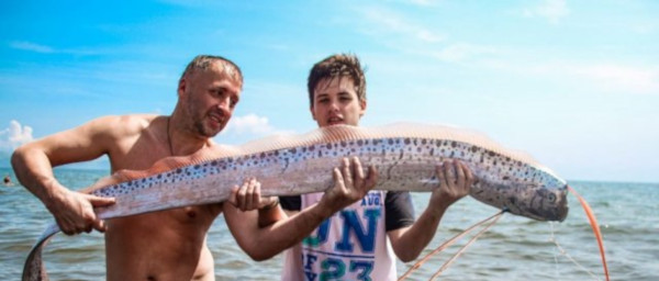 Эксперт прокомментировал сообщения о сельдяном короле, найденном в Приморье. рыба, гигантская рыба, рыбалка, рыбаки, Приморье