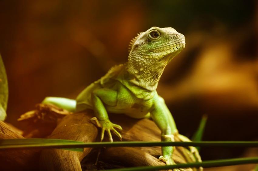 Оказалось, что ящерица Anolis oxylophus не ловит рыбу. 14381.jpeg Оказалось, что ящерица Anolis oxylophus не ловит рыбу. 14381.jpeg