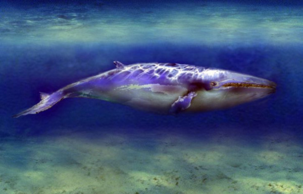 В Крыму обнаружили останки кита возрастом около 10 млн лет. раскопки, кит, Крым