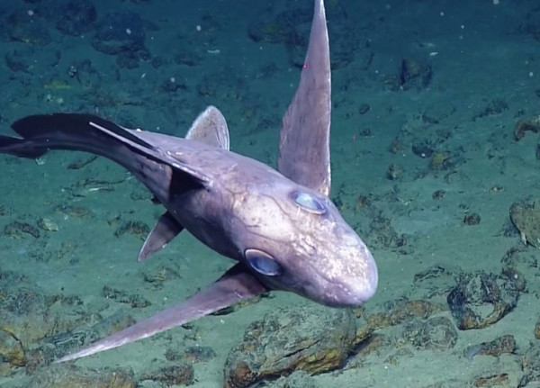 В Карибском море биологи обнаружили акулу-призрака. акула, призрак, ученые, Карибское море