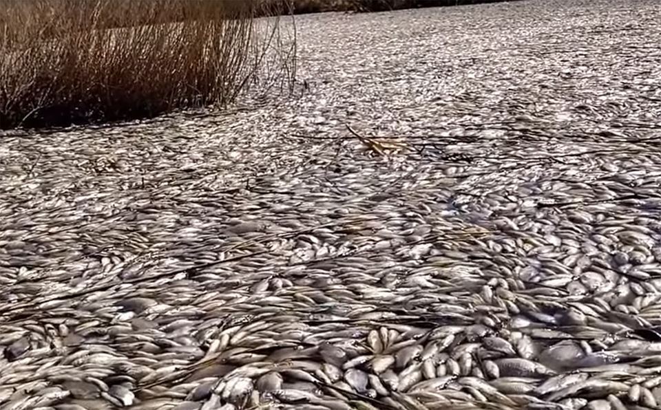 В Иркутской области массово гибнет рыба. замор 