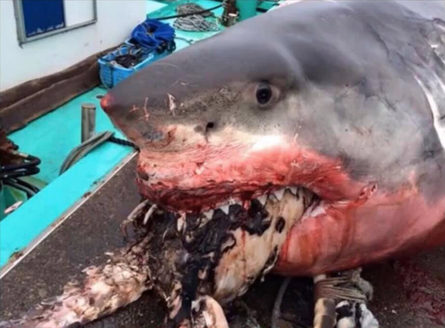 В Японии рыбак поймал несчастное чудовище. акула 