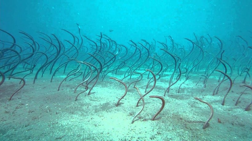 В Красном море нашли угрей-«водорослей». угри 