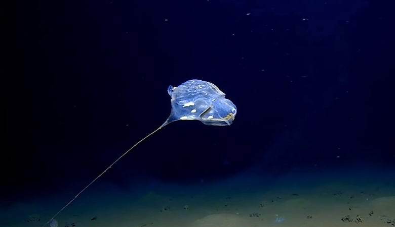 Воздушный шарик на дне Индийского океана. существо 