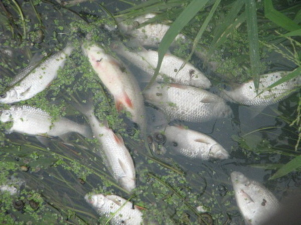 Делом о массовой гибели рыбы в Цивильском районе занялись следователи. рыба, Цивильский район, Чувашия