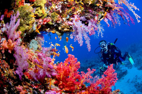 В США впервые в мире вырастили в лаборатории исчезающий вид кораллов. ученые, кораллы, США