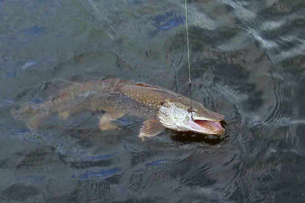 Ловим рыбу в мутной воде. 14508.jpeg Ловим рыбу в мутной воде. 14508.jpeg