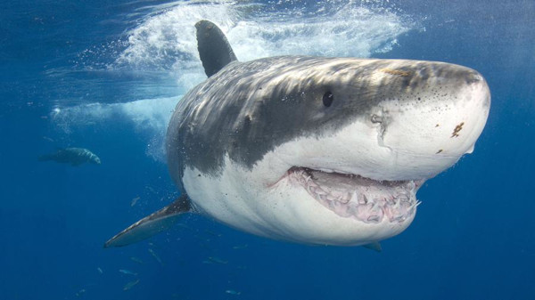 Ожесточенная схватка тюленя и акулы попала на видео. животные, акулы, тюлени, США