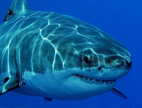 Большие белые акулы исчезли из вод Южной Африки. животные, акулы, Южная Африка