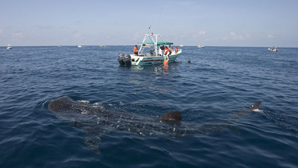 Американские рыбаки столкнулись с китовой акулой. 14544.jpeg