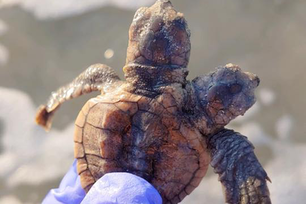 Редчайшая находка: двухголовую черепаху обнаружили в США. рептилии, черепаха, США, бульвар