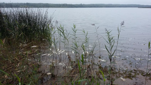 В озере Каспля под Смоленском погибла вся рыба. рыба, рыбаки, Каспля, мор, Смоленск