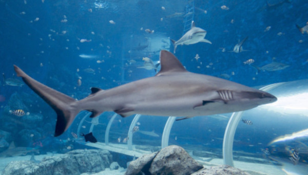 В петербургском океанариуме у белоплавниковых акул родился первенец. океанариум, морские животные, акулы, детеныш, Петербург