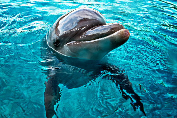 В Японии четырем дельфинам удалось сбежать из бассейна в океан. животные, дельфин, бассейн, океан, Япония