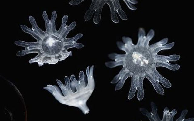 Ученые изобрели искусственных медуз. 13576.jpeg