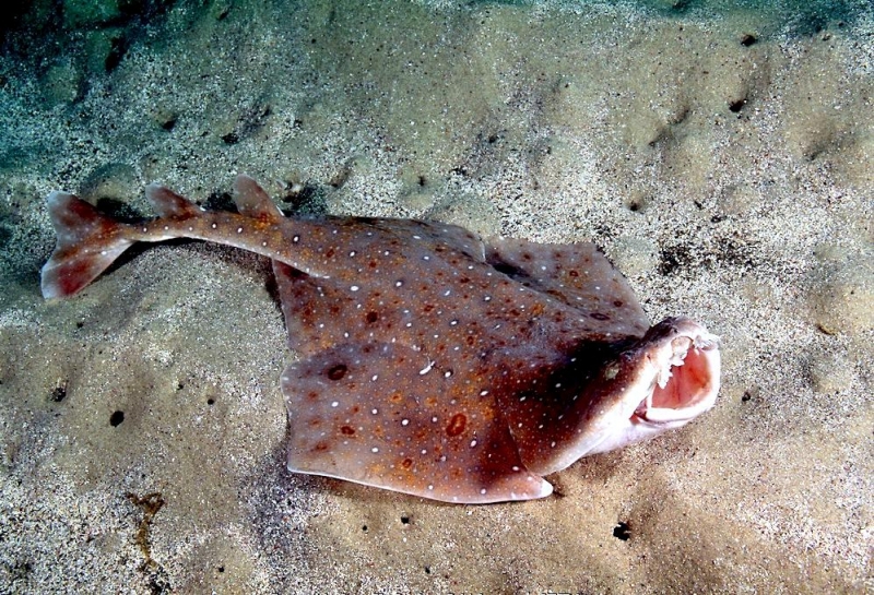 В Ирландских водах почти исчезли морские ангелы. акула 