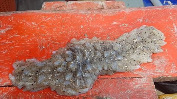 Никто не знает что это такое: Рыбак из Таиланда выловил странную живую слизь.. морские существа, моллюск, червь, существо, Таиланд