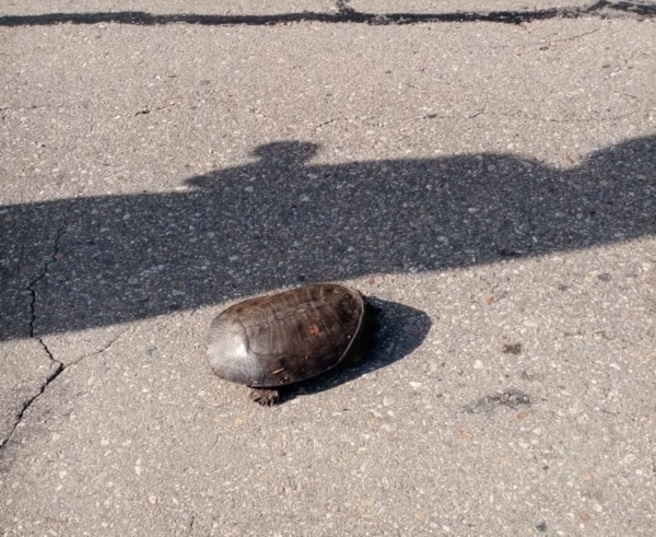 «Красноухие» черепахи ползают по дорогам Биробиджанского района ЕАО – очевидцы. животные, экзотические животные, черепахи, Биробиджан