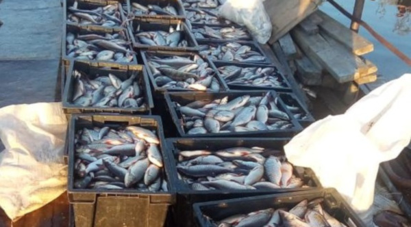 ​В Югре поймали браконьеров с пятью тоннами рыбы. рыба, браконьеры, Югра